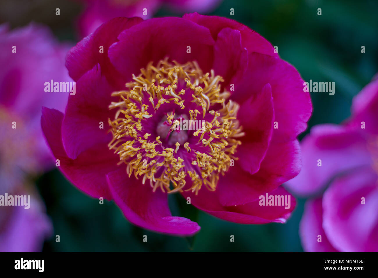 Lussureggiante peonia close up peonia paeonia peonia fiore peonia blooming peonia fiore close up Foto Stock