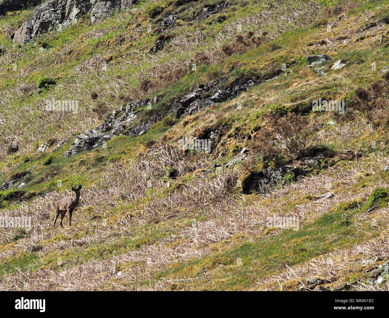 Il Roe Deer Buck fuori all'aperto sul lato del pettine di gallina, Parco Nazionale del Distretto dei Laghi, Cumbria, Regno Unito Foto Stock
