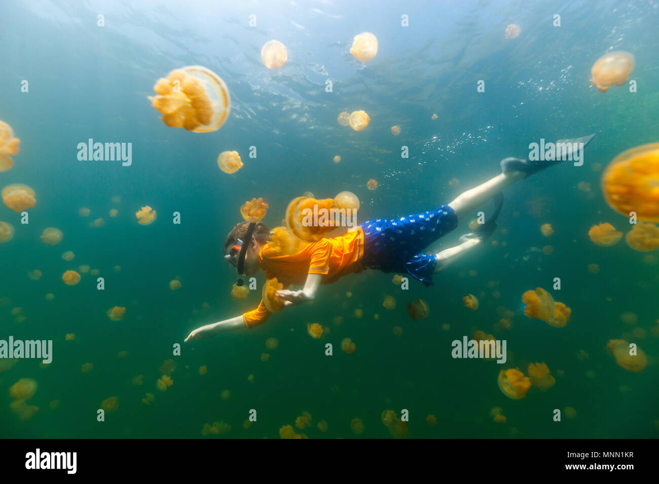 Foto subacquee del bambino di immersioni con specie endemiche stingless meduse nel lago a Palau. Foto Stock
