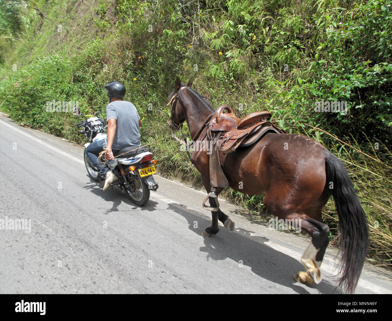 Uomo locale di traino di un cavallo con il suo ciclomotore, Colombia Foto Stock