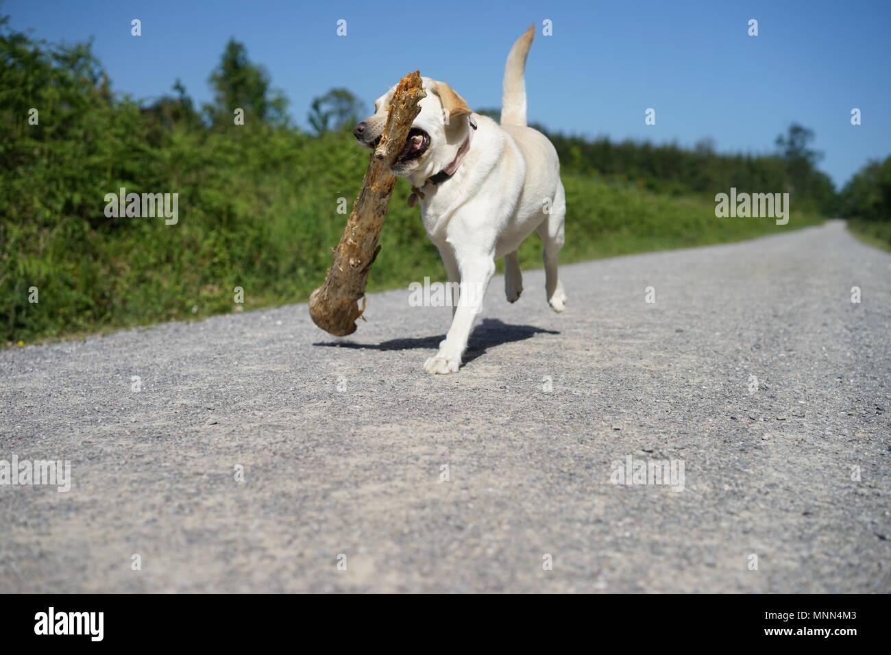 Ambizioso il Labrador giallo acceso nella campagna in un giorno d'estate con un gigante di stick nella sua bocca Foto Stock