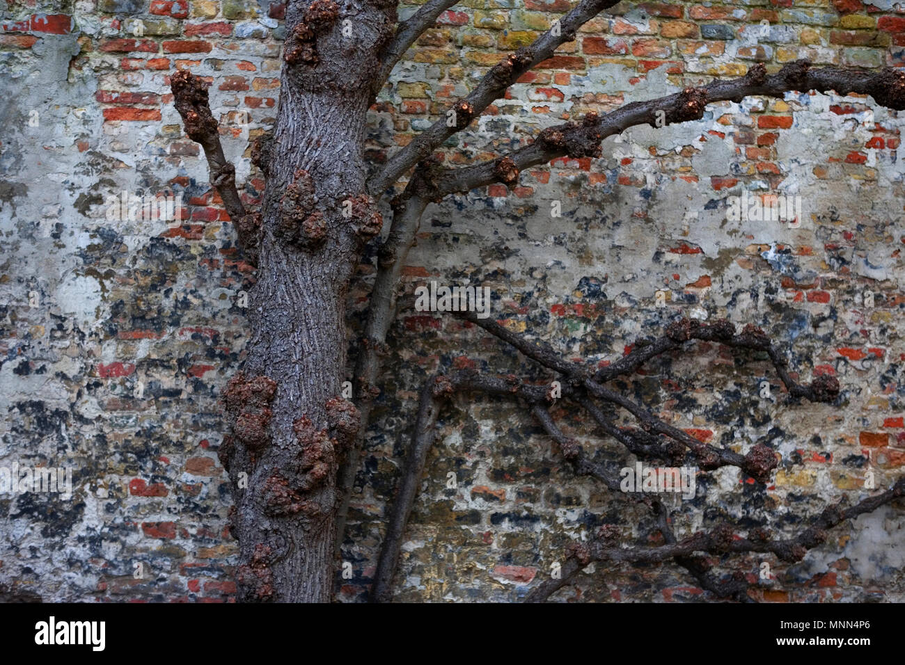 Pollarded albero da un antico muro di mattoni nel giardino del museo Stedelijk Museum voor Schone Kunsten, aka Il Groeninge Museum, Brugge, Belgio Foto Stock