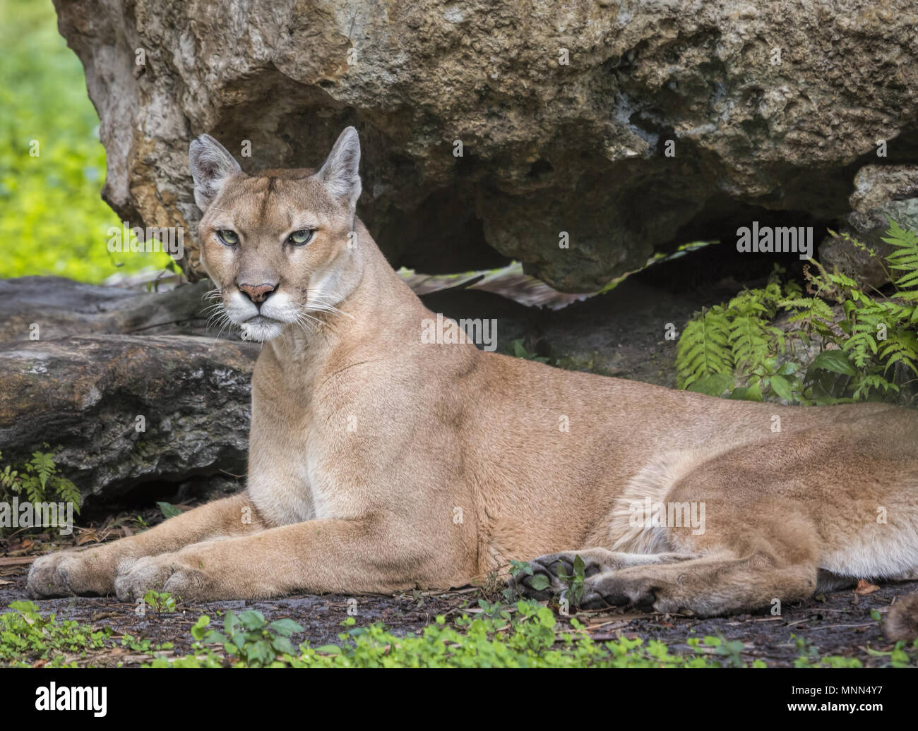 Una bella e in pericolo critico Florida Panther a Wildlife Park. Foto Stock