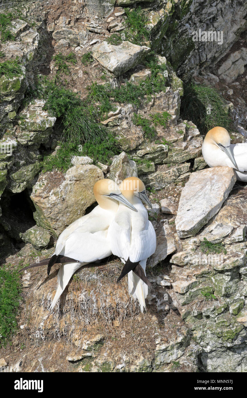 Northern sule, Morus bassanus, RSPB Bempton Cliffs riserva vicino Bridlington, East Yorkshire, Inghilterra, Regno Unito. Foto Stock