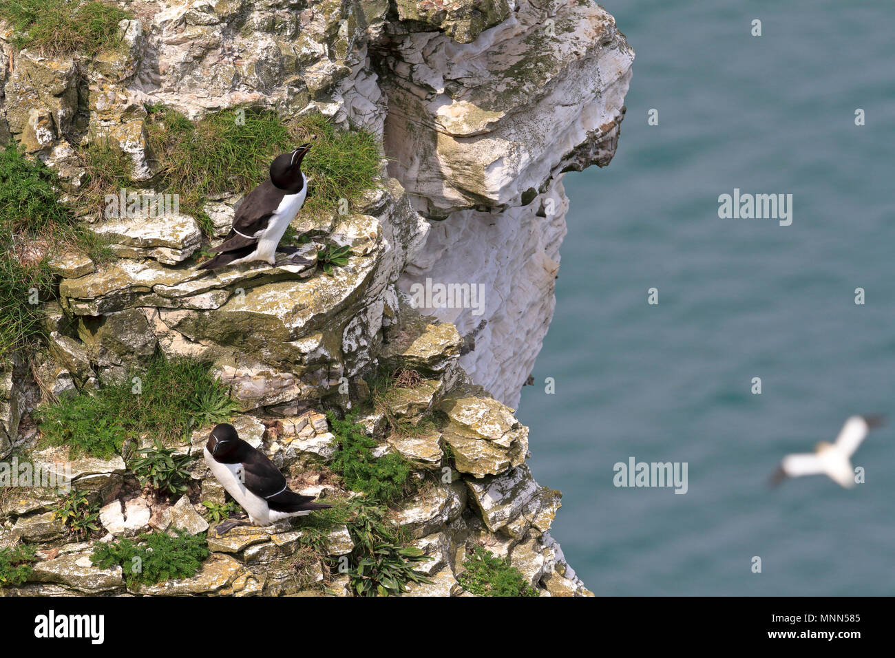 Razorbill, Alca torda, RSPB Bempton Cliffs riserva vicino Bridlington, East Yorkshire, Inghilterra, Regno Unito. Foto Stock
