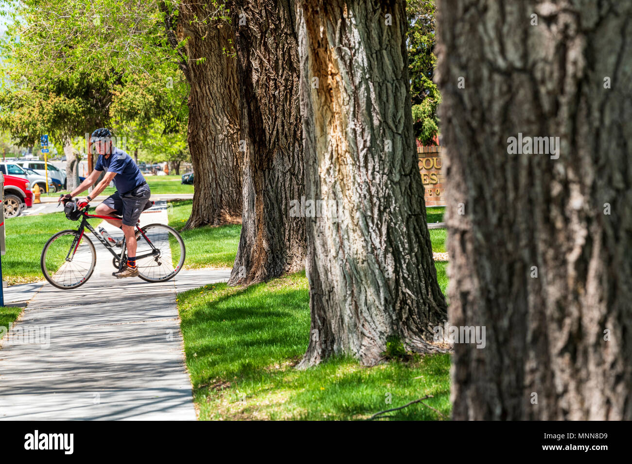 Ciclista maschio sul marciapiede; pioppi neri americani alberi; Chaffee County Courthouse; Salida; Colorado; USA Foto Stock