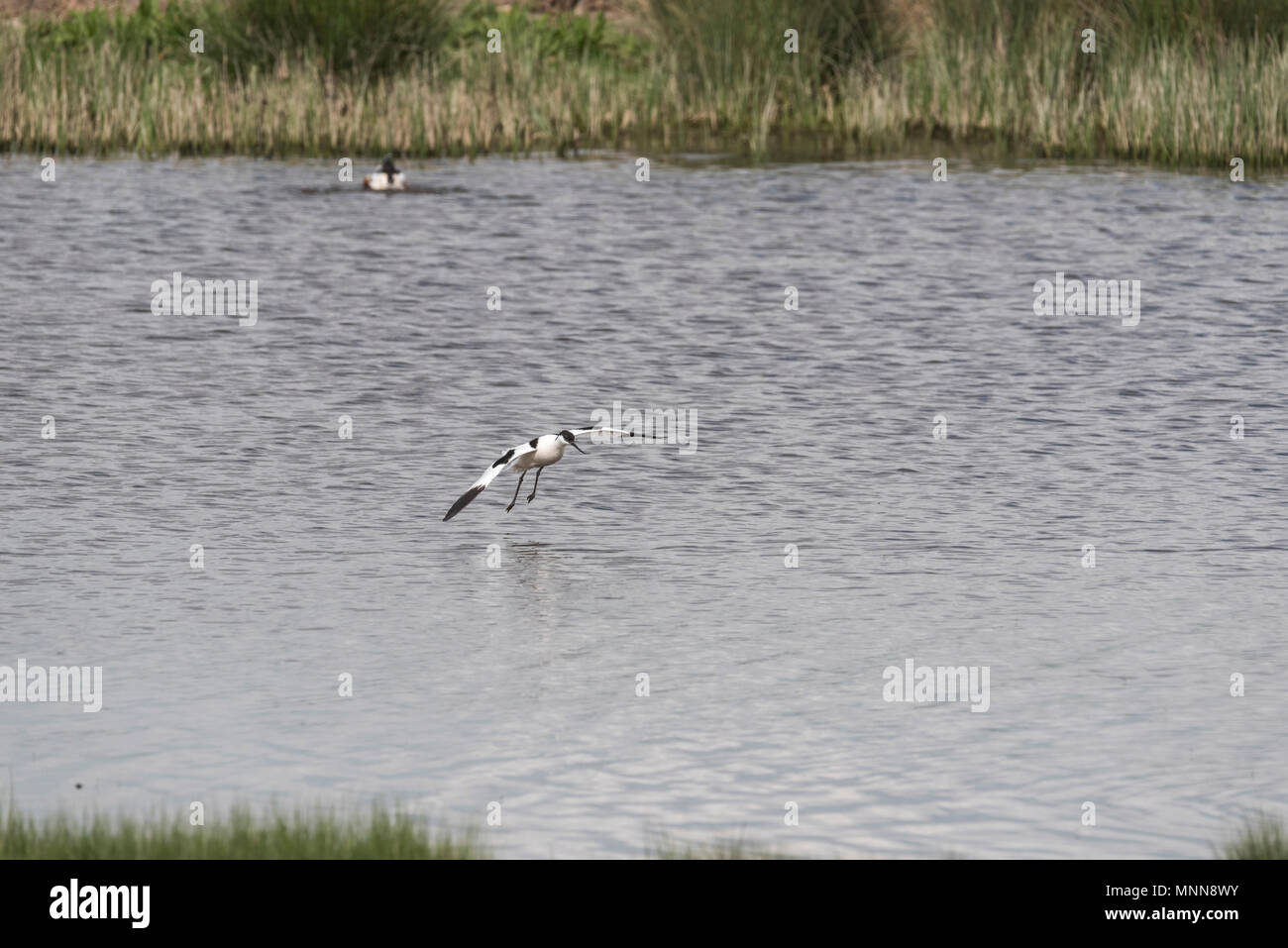 Un'avocetta (Recurvirostra avosetta) arrivando a terra Foto Stock