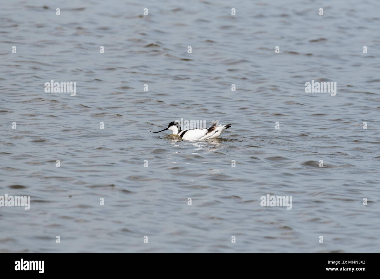 Una wading avocetta (Recurvirostra avosetta) Foto Stock