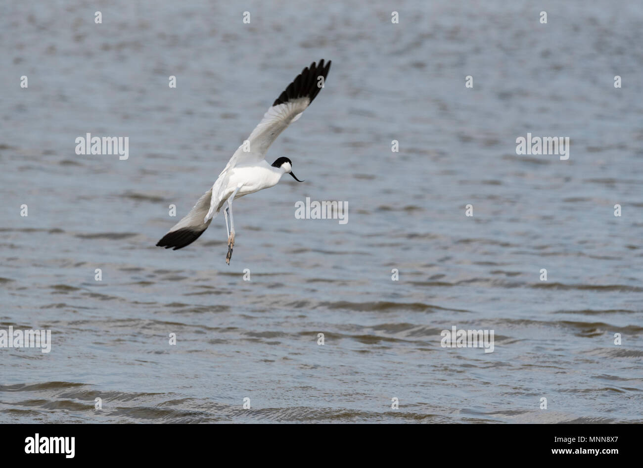 Un flying avocetta (Recurvirostra avosetta) Foto Stock
