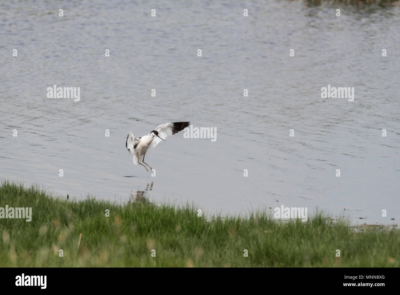 Un'avocetta (Recurvirostra avosetta) arrivando a terra Foto Stock