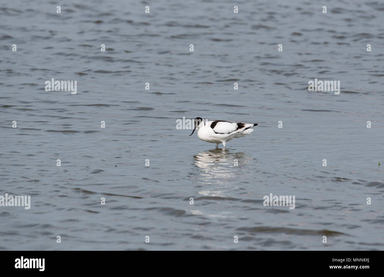 Una wading avocetta (Recurvirostra avosetta) Foto Stock