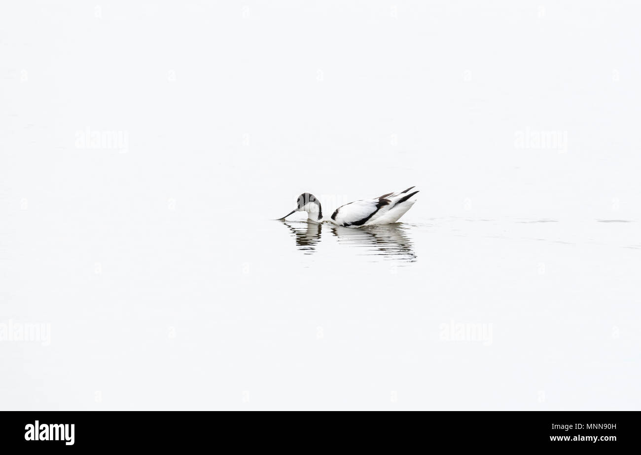 Una piscina avocetta (Recurvirostra avosetta) Foto Stock