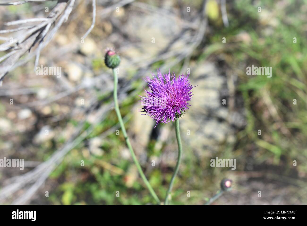 Fiore viola Foto Stock