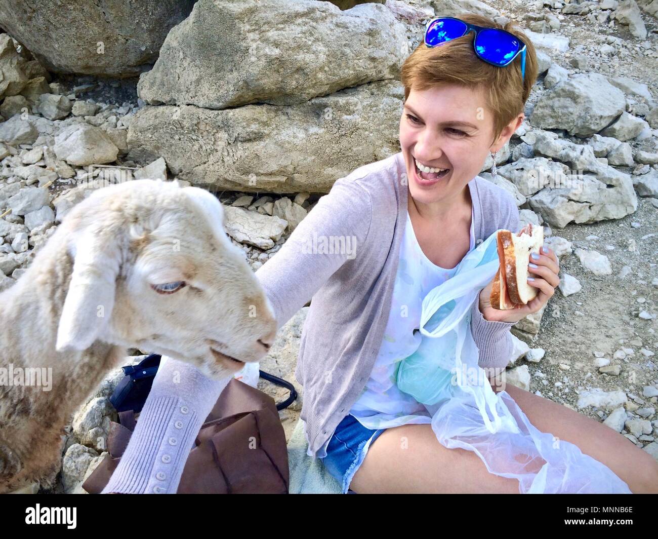 Curioso pecore studiando un sandwich di essere mangiato da una donna seduta sulle rocce in esterno e in una valle di montagna Foto Stock