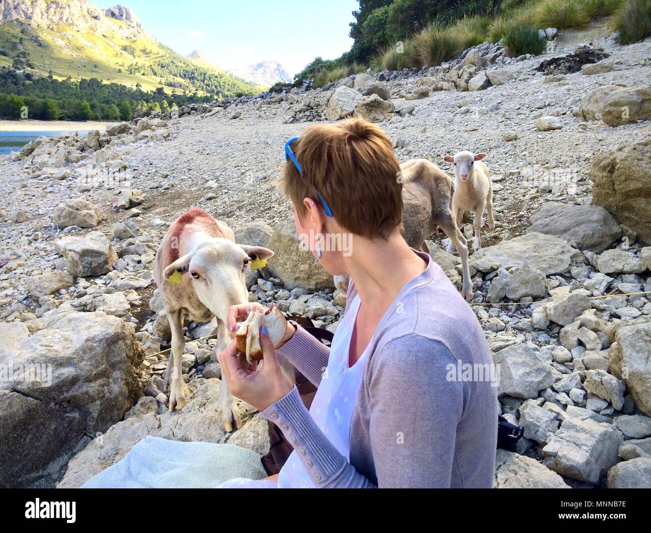 Curioso pecore studiando un sandwich di essere mangiato da una donna seduta sulle rocce in esterno e in una valle di montagna Foto Stock