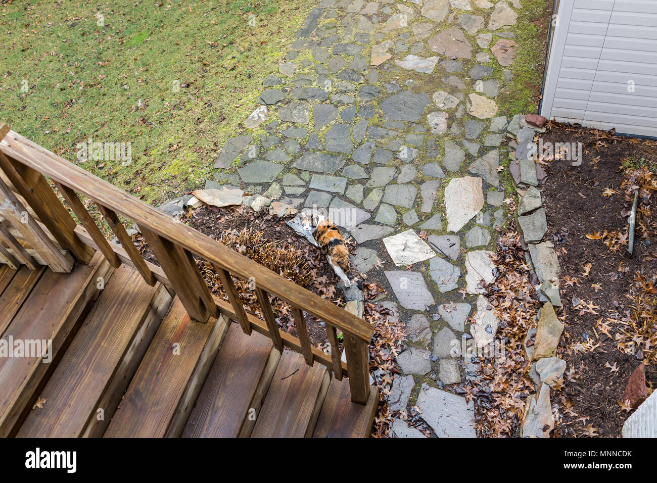 Gatta Calico curiosa esplorazione cortile da ponte di legno, giardino, erba verde in autunno, in inverno o in primavera, vista aerea verso il basso al di sotto, caduti leav marrone Foto Stock