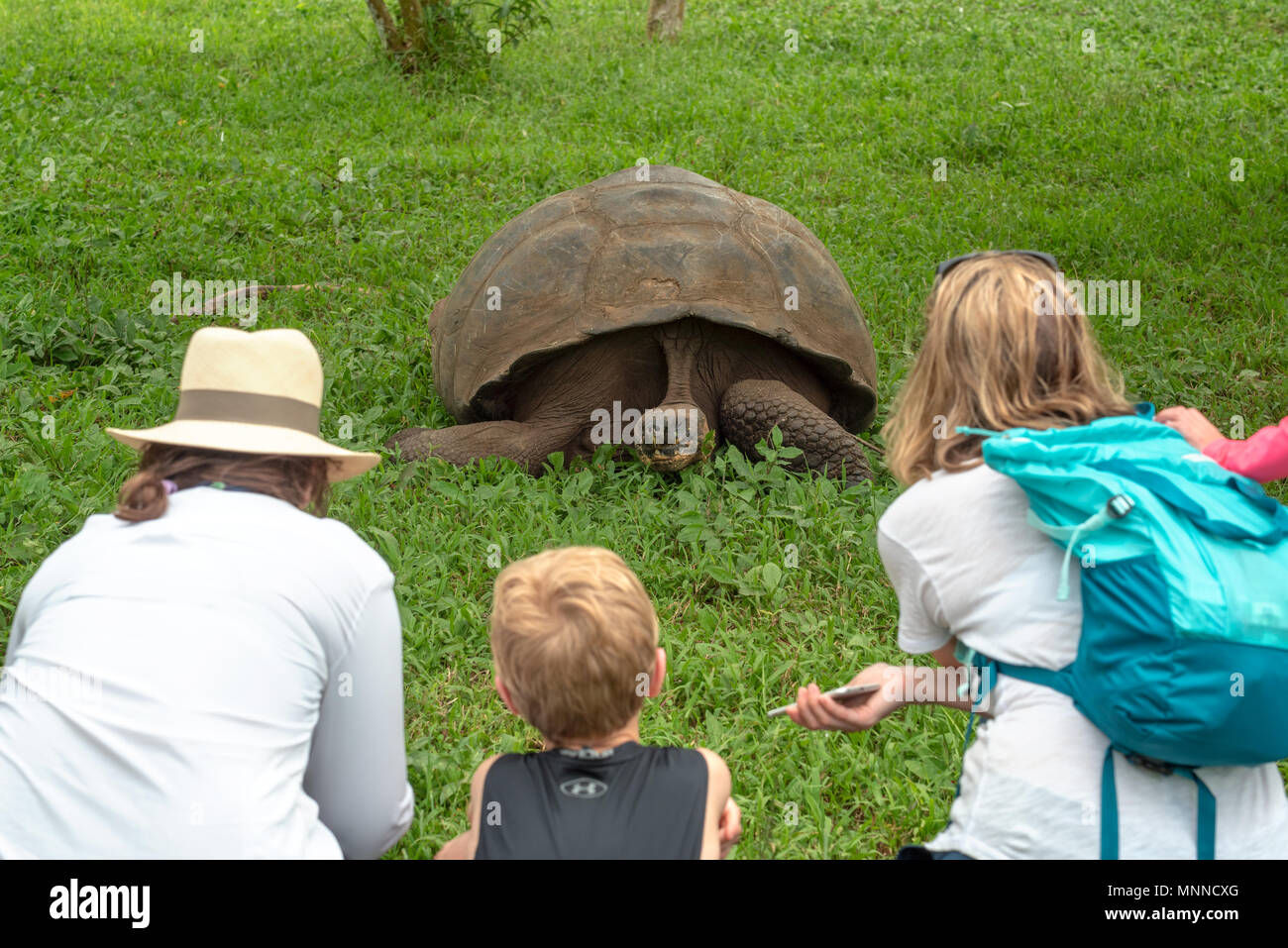 Gruppo visualizzazione di una tartaruga gigante a El Chato riserva tartaruga sull isola di Santa Cruz, Isole Galapagos, Ecuador. Foto Stock