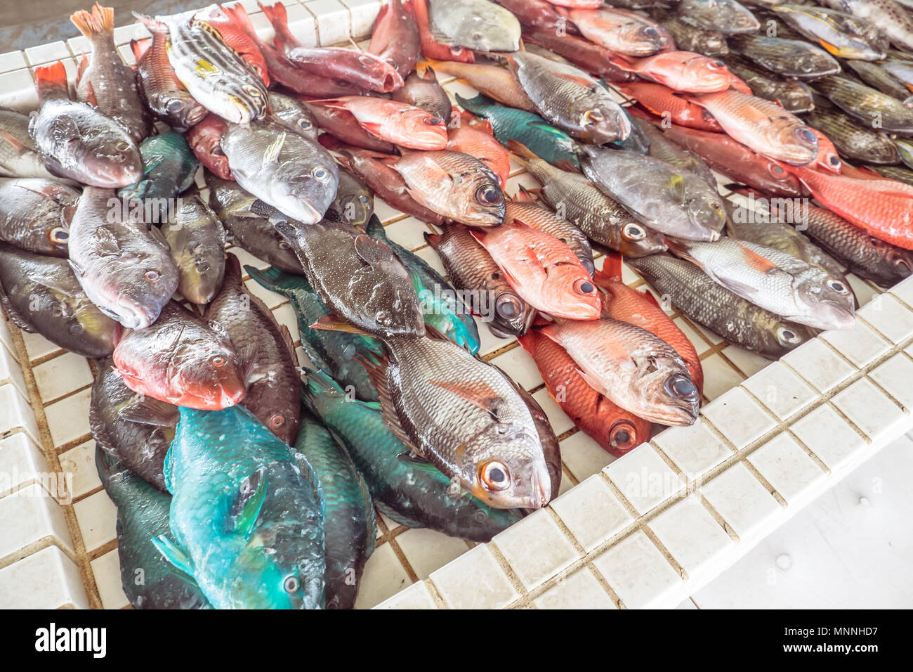 Colorati pesci freschi per la vendita in Apia mercato di pesce nelle Isole Samoa, South Pacific - arancione, blu e argento i colori Foto Stock