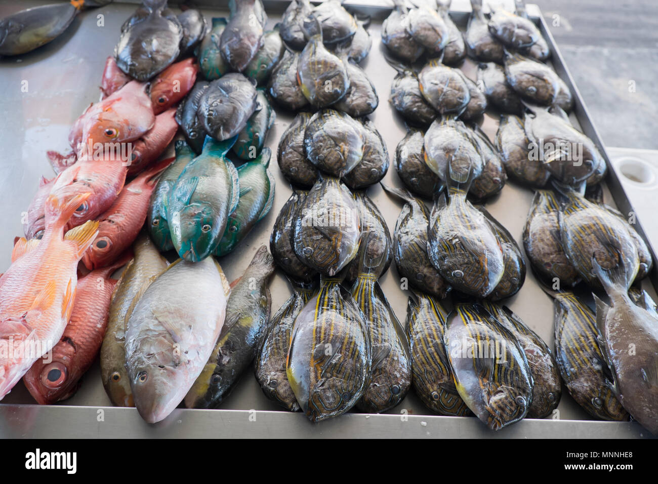 Pesce fresco in vendita a Apia mercato di pesce nelle Isole Samoa, South Pacific - arancione, blu e grigio a strisce scure Foto Stock