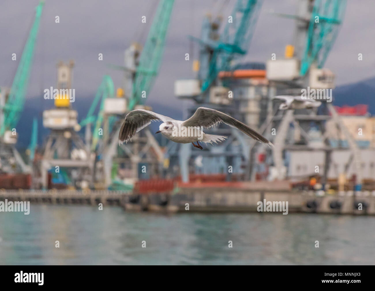 Batumi è una città di mare considerato il Georgian Las Vegas, e anche uno dei principali porti di mare sul Mar Nero. Qui il porto di trasporti Foto Stock