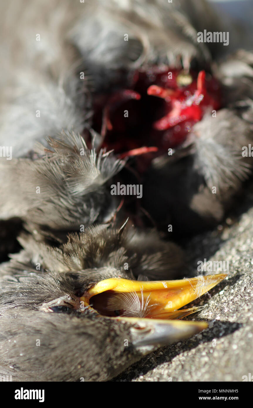 Starling neonata sparviero kill Foto Stock