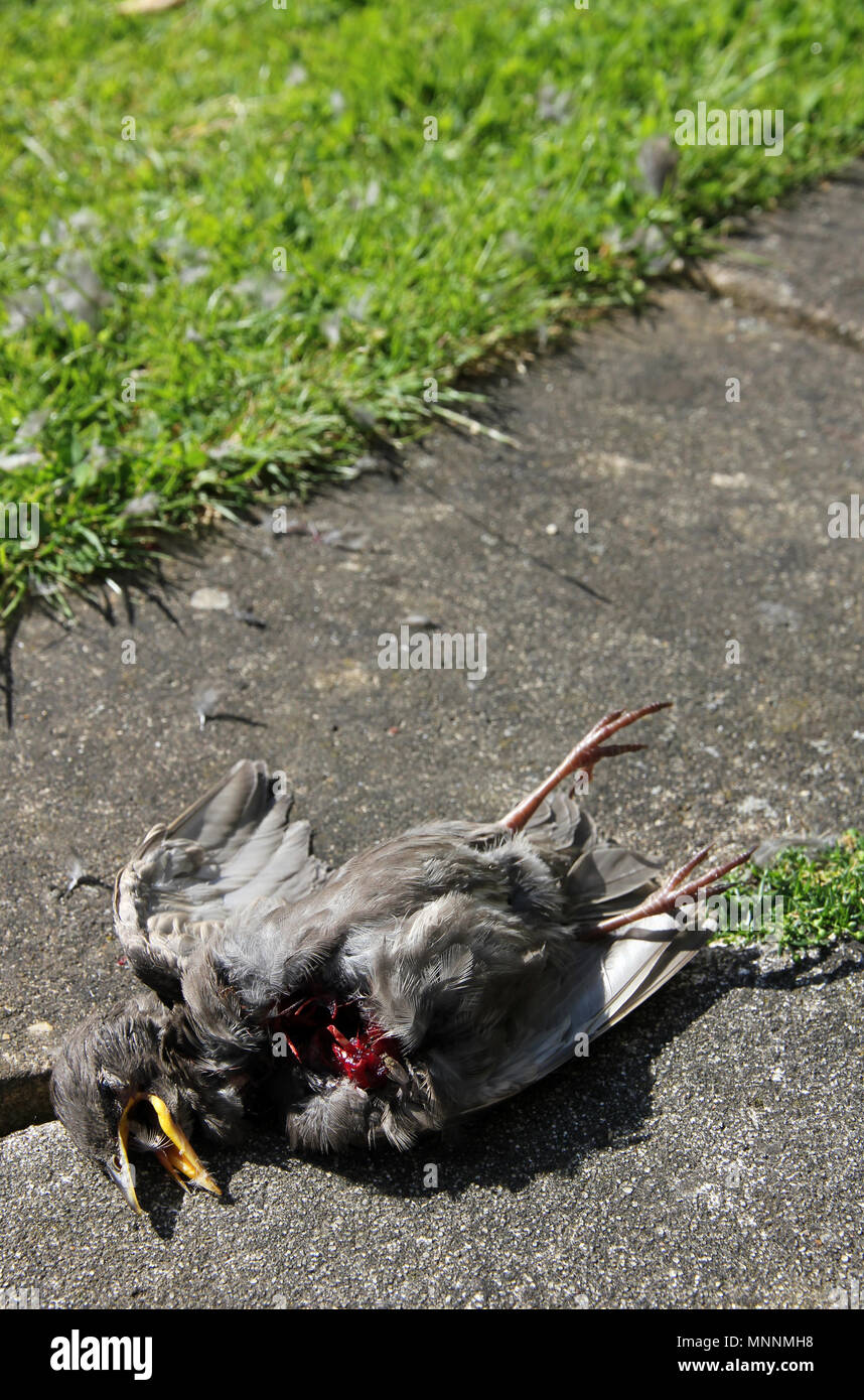 Starling neonata sparviero kill Foto Stock