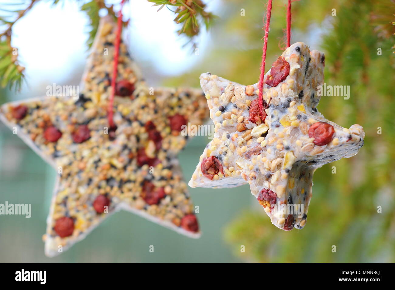 Passo dopo passo 6/7: rendere inverno berry bird alimentatori con cookie cutter. In casa a forma di stella di alimentatori di uccelli appesi dal ramo di albero nel giardino innevato Foto Stock
