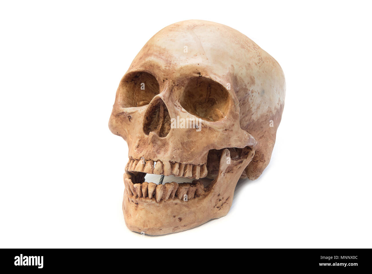 Cranio umano su uno sfondo bianco. Foto Stock