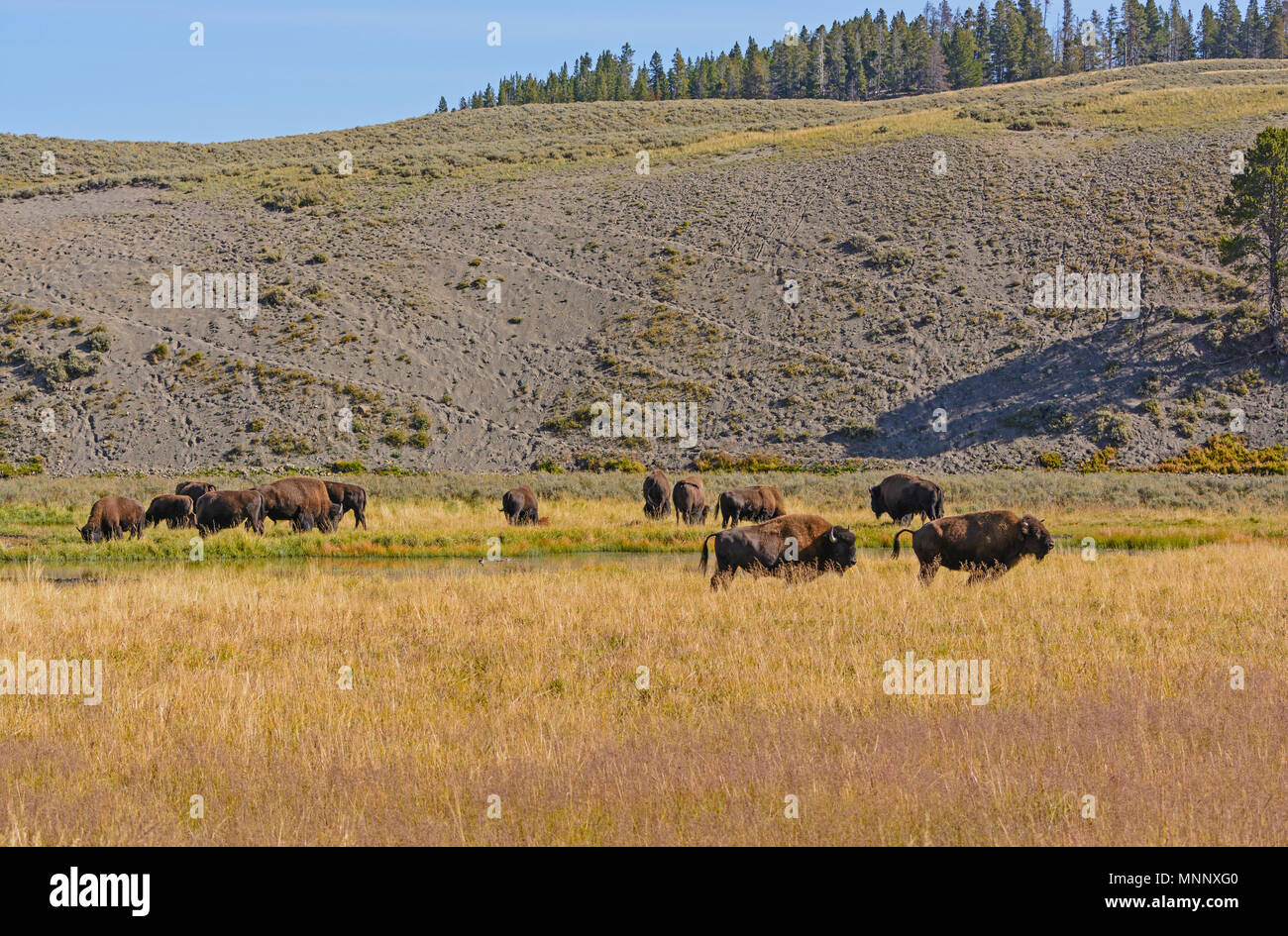 I bisonti sulle praterie di Hayden Valley nel Parco Nazionale di Yellowstone Foto Stock I bisonti sulle praterie di Hayden Valley nel Parco Nazionale di Yellowstone Foto Stock