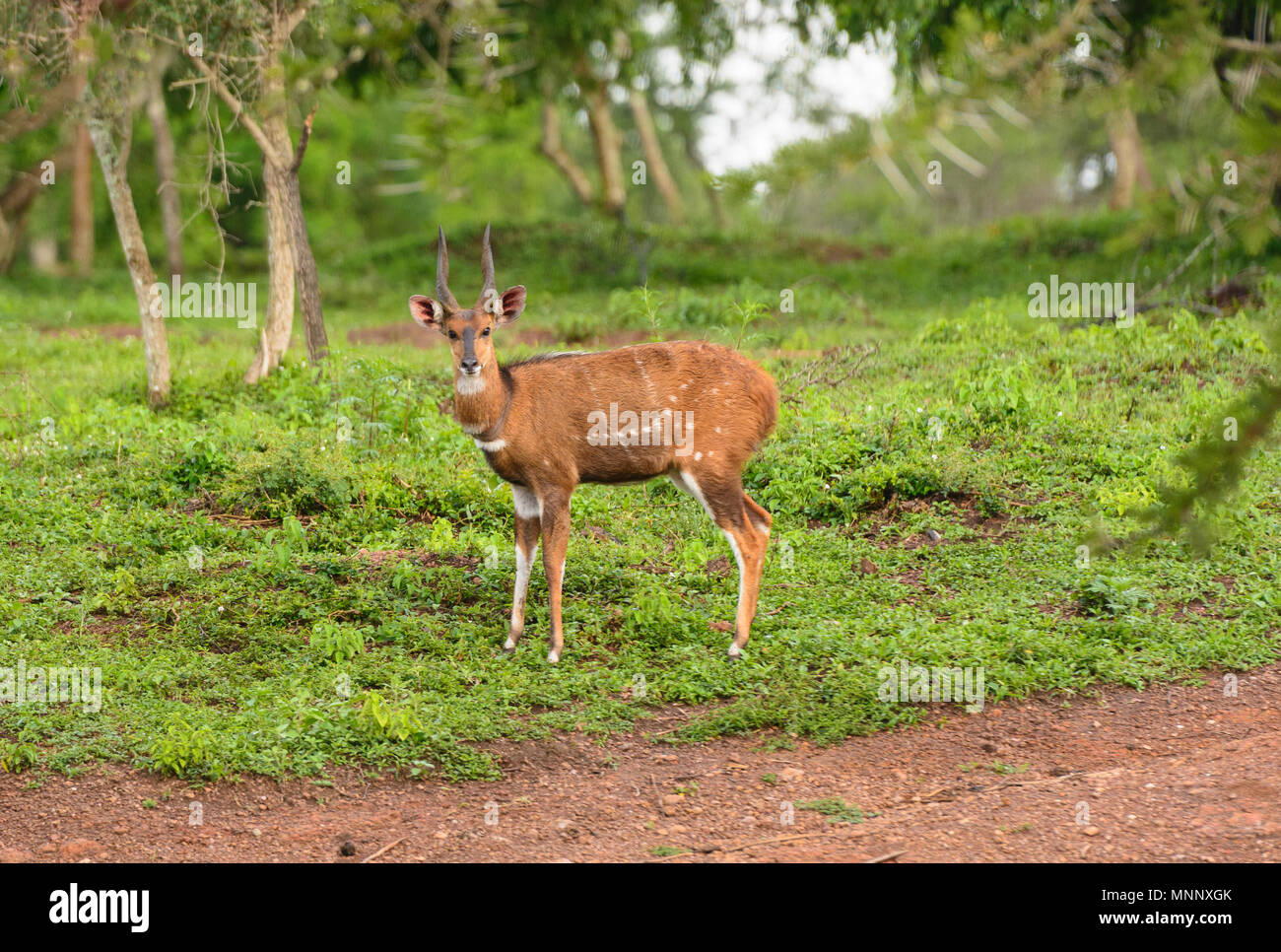 Voce maschile Bushbuck nel lago Mburo National Park in Uganda Foto Stock