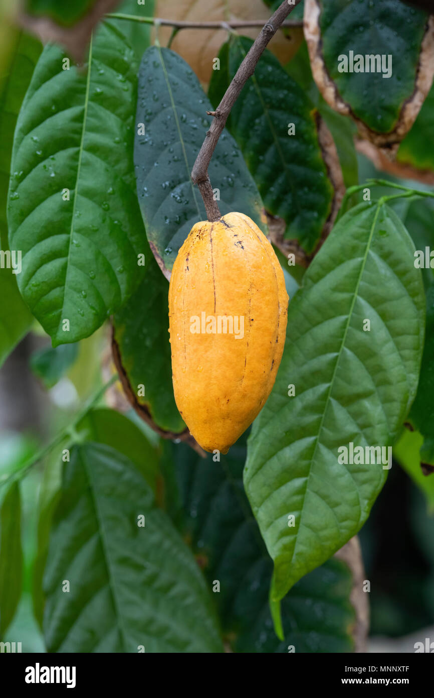 Theobroma cacao. Albero di cacao / Cocoa Tree pod di frutta all'interno della serra ad RHS Wisley Gardens, Surrey, Regno Unito Foto Stock