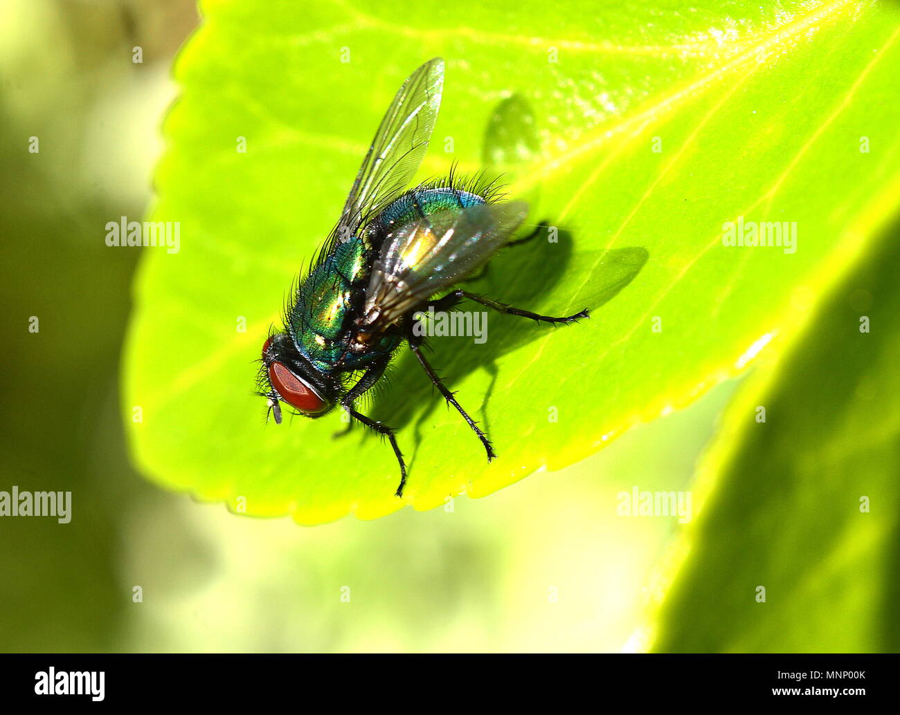 Bluebottle o soffiare Fly Foto Stock