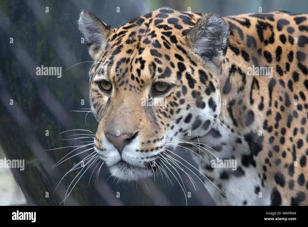 Colpo di Testa di una Jaguar predator con bellissimi colori di mimetizzazione Foto Stock