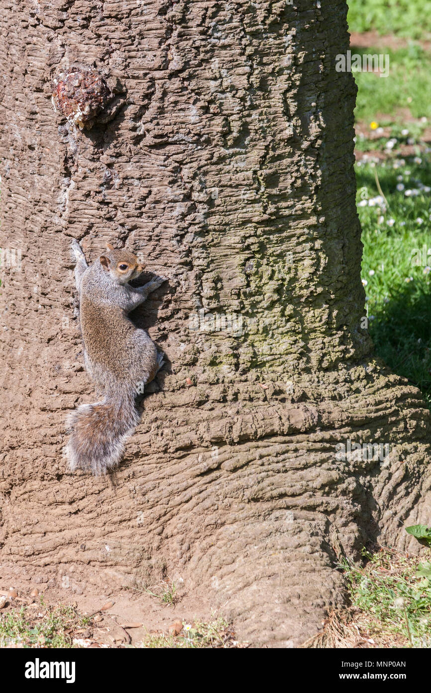 Scoiattolo grigio. Sciurus carolinensis (Rodentia), su un tronco di albero in fase di riscaldamento sotto il sole, Abington Park, Northampton, Regno Unito Foto Stock
