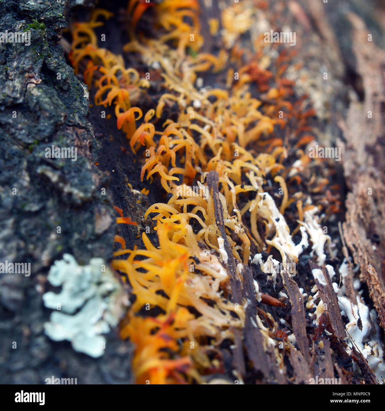 Calocera furcata fungo su albero marcio Foto Stock