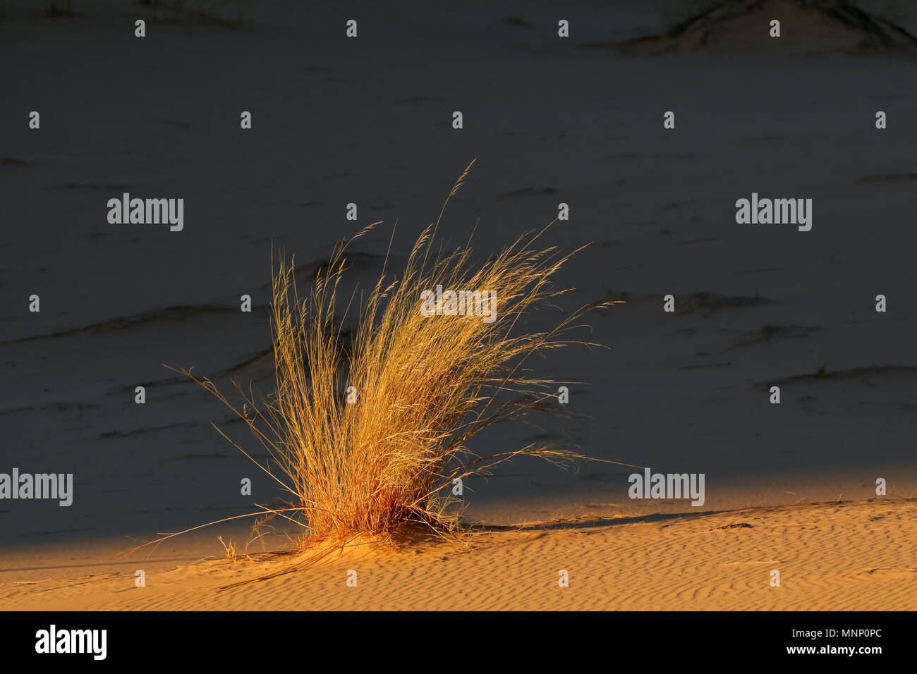 Rosso di shadowing duna di sabbia ed erba, Sud Africa Foto Stock