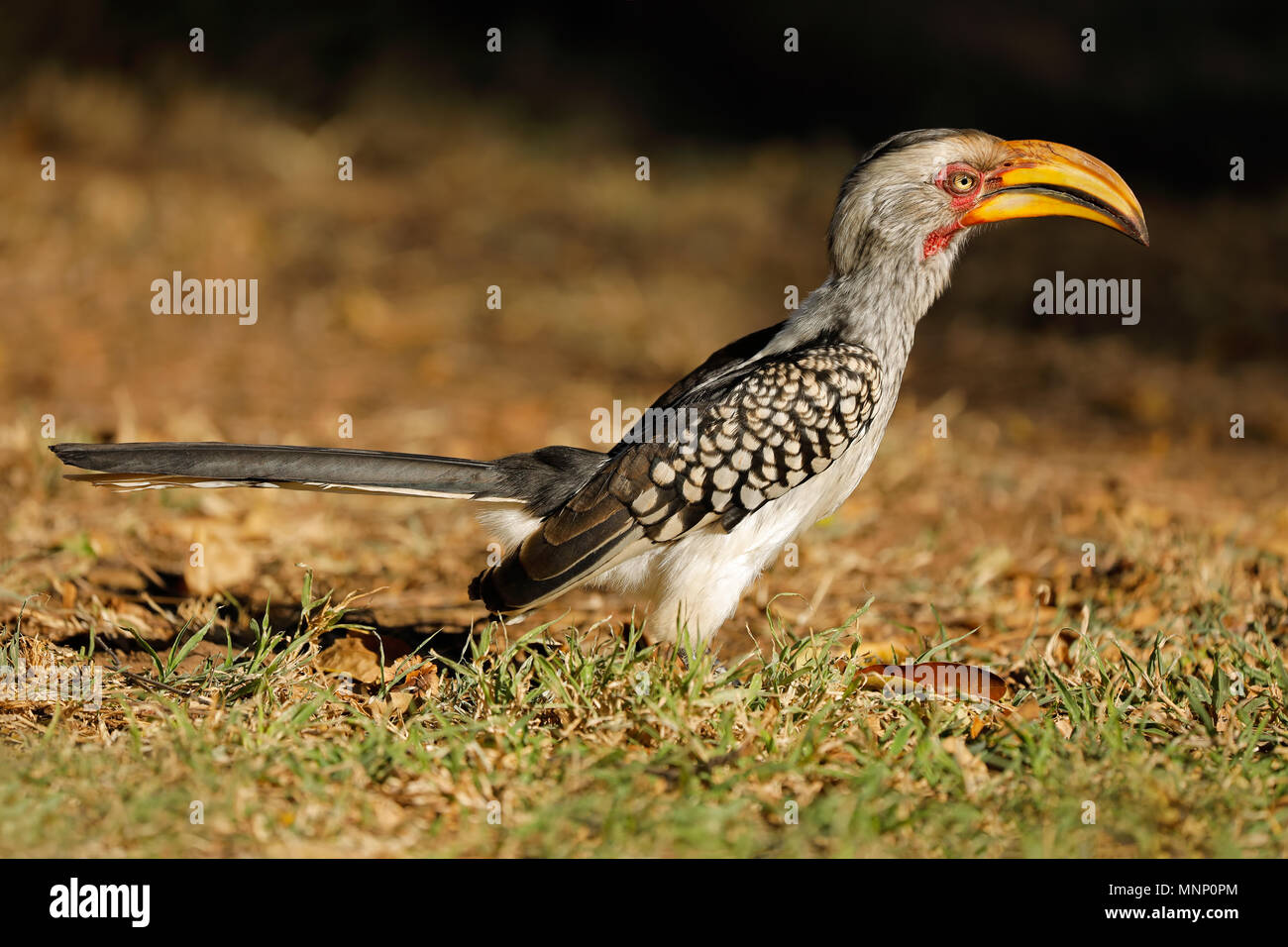 Giallo-fatturati hornbill (Tockus flavirostris), Kruger National Park, Sud Africa Foto Stock