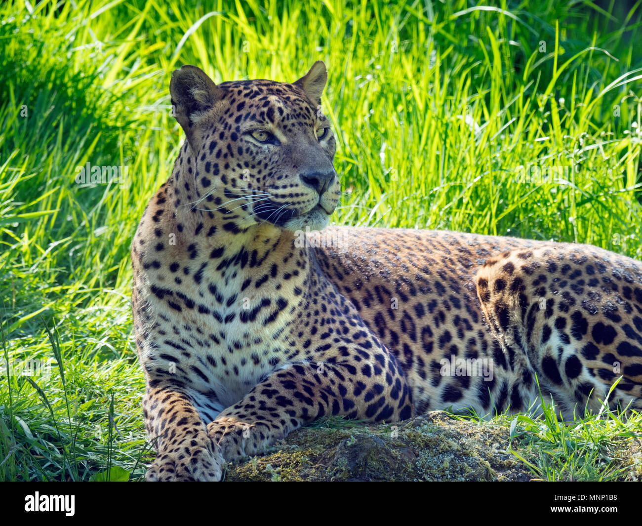 Sri Lanka leopardo Panthera pardus kotiya. Foto Stock
