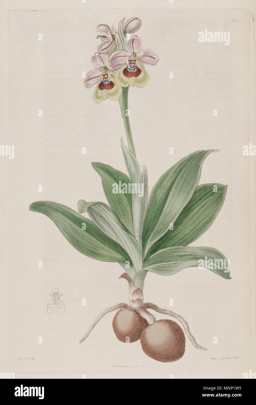 . Illustrazione di Ophrys tenthredinifera . 1817. Sydenham Edwards (1768-1819) del. , Bianco sc. 943 Ophrys tenthredinifera - Il Bot. Reg. 3 pl. 205 (1817) Foto Stock