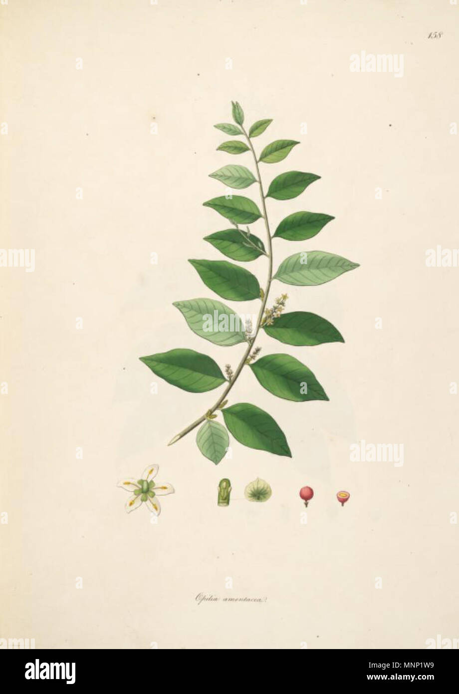 . Illustrazione di Opilia amentacea . 1798. Joseph Banks (1743-1820) 943 Opilia amentacea Foto Stock