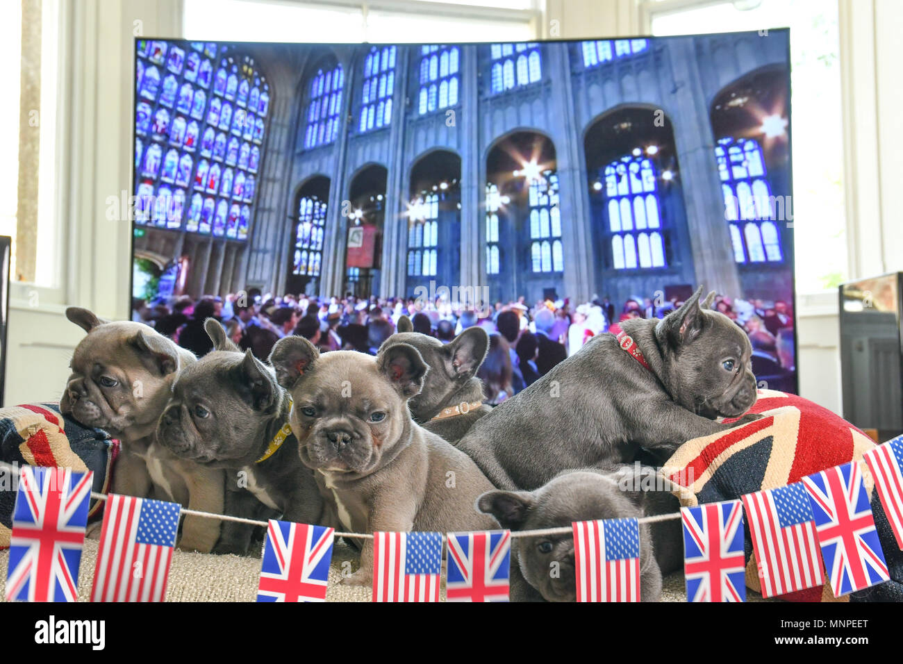 Newlyn, Cornwall, Regno Unito. Il 19 maggio 2018. Una cucciolata di 8, 6 settimane vecchio bulldog francese cuccioli guardando il Royal Wedding a loro casa questo pomeriggio. Credito: Simon Maycock/Alamy Live News Foto Stock