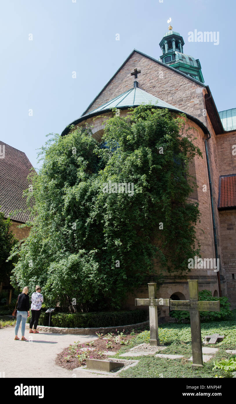 15 maggio 2018, Germania, Hildesheim: Il leggendario millenaria peduncolo a Hildesheim Cattedrale. Il vescovo ha annunciato che la rosa selvatica bush raggiungerà la sua piena fioritura durante il fine settimana di Pentecoste. In seguito alla liberazione, figlio di Carlo Magno non poteva liberare un reliquiario di rose. Invece egli ordinò di costruire una cappella, che più successivamente si è trasformato in una cattedrale. Come una questione di fatto, i ricercatori hanno dimostrato che il peduncolo potrebbe non essere più vecchi di 700 anni. Foto: Julian Stratenschulte/dpa Foto Stock