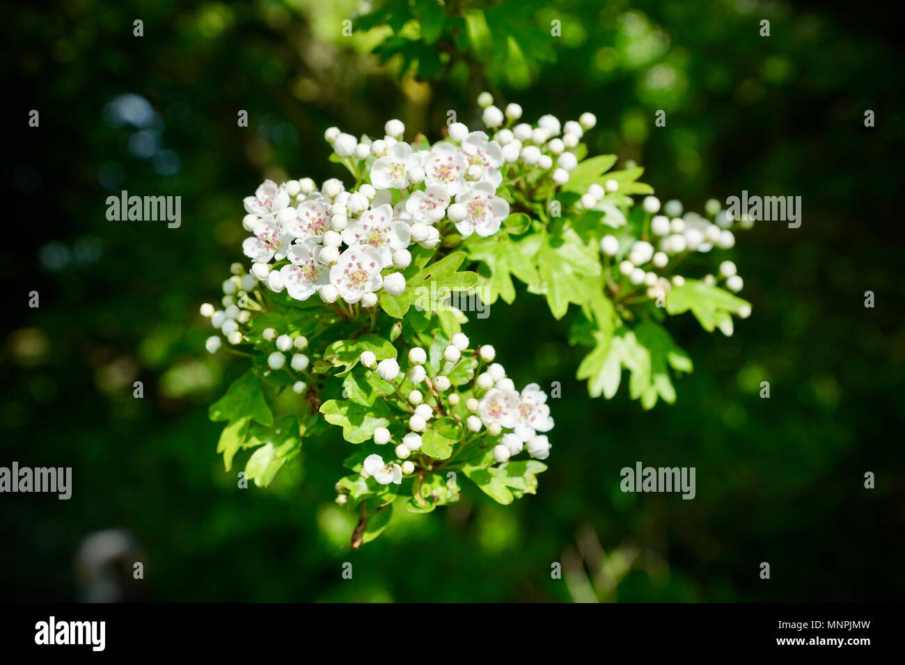 Biancospino fiore a Erlestoke, Wiltshire Foto Stock