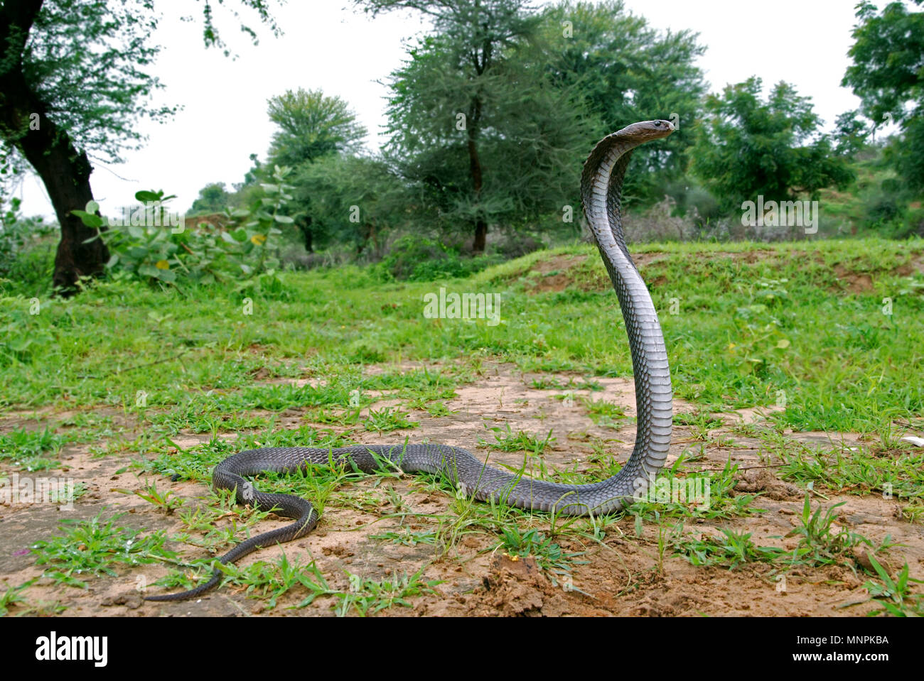 Indian spectacled cobra naja naja in fattoria. Foto Stock