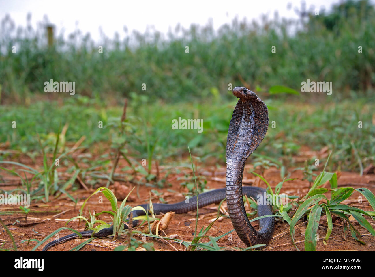 Indian spectacled cobra naja naja in fattoria. Foto Stock