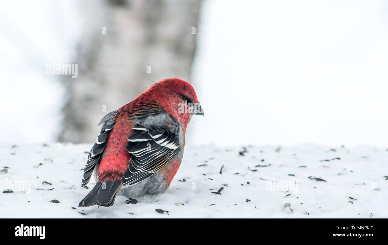 Pine Grosbeak festeggia il nuovo anno da mangiare semi sulla neve Foto Stock