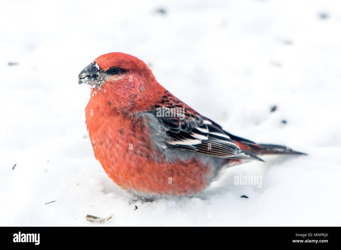 Pine Grosbeak festeggia il nuovo anno da mangiare semi sulla neve Foto Stock