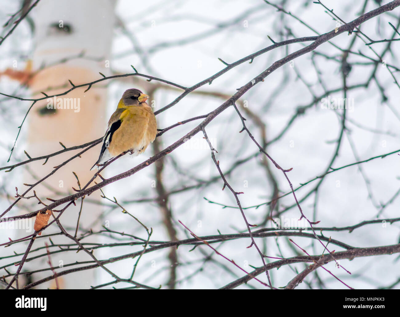 Serata femmina Grosbeak Bird Celebratig nuovo anno da meno di venti cinque gradi Celsius Foto Stock