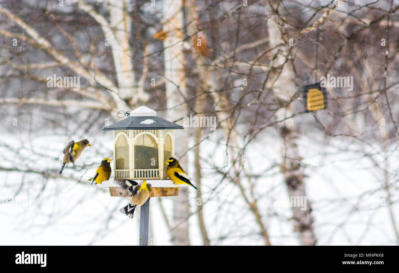 Serata di uccelli Grosbeaks Celebratig nuovo anno da meno di venti cinque gradi Celsius Foto Stock