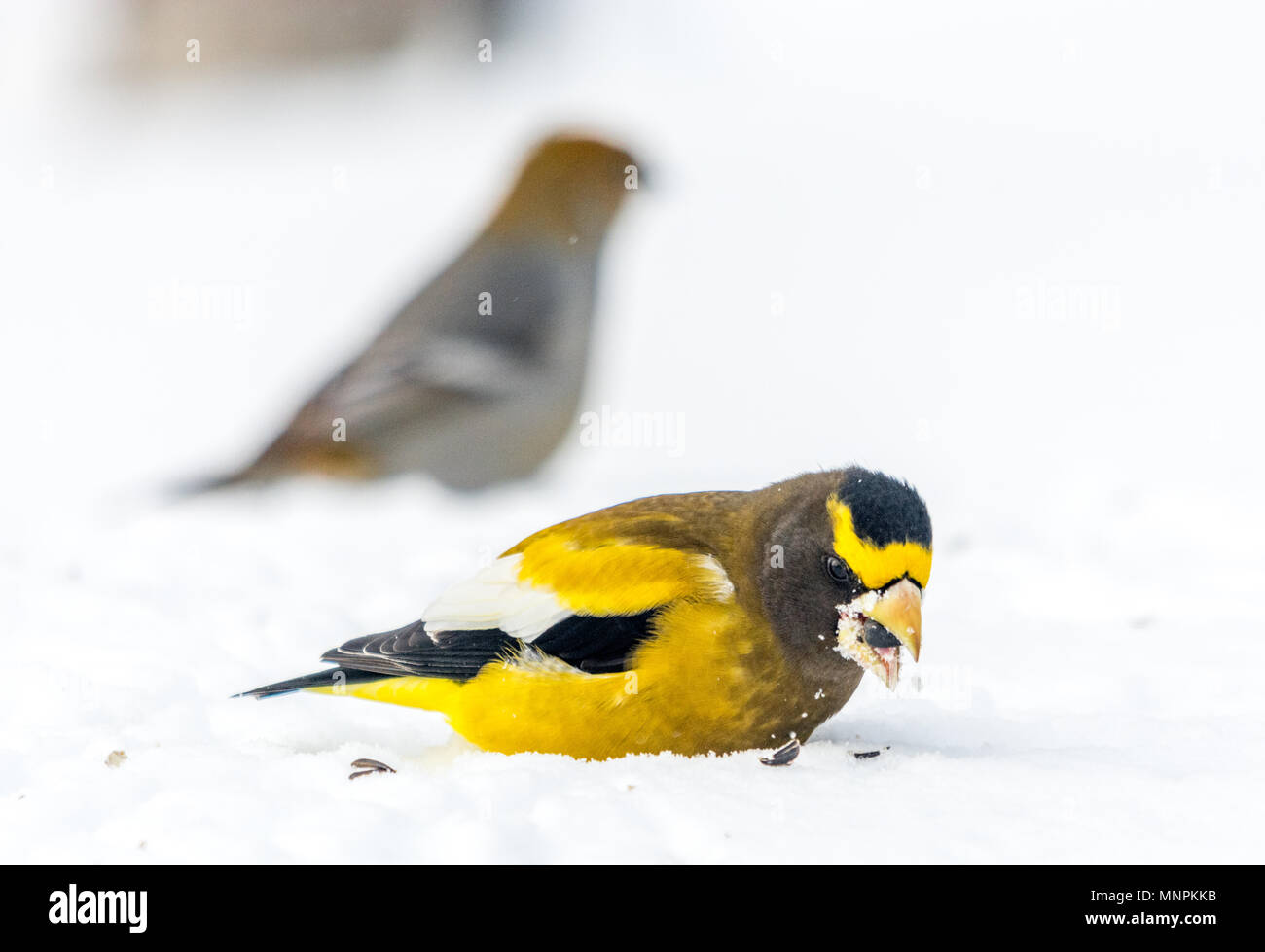 Serata maschio Grosbeak Bird Celebratig nuovo anno da meno di venti cinque gradi Celsius Foto Stock